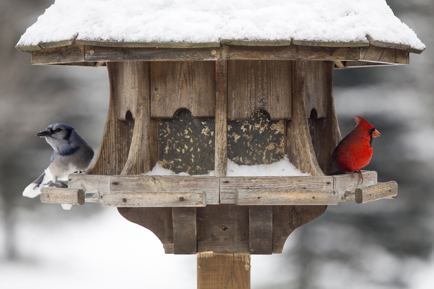 Tips For Creating A Wildlife-friendly Backyard (part 2) - Columbia Builders